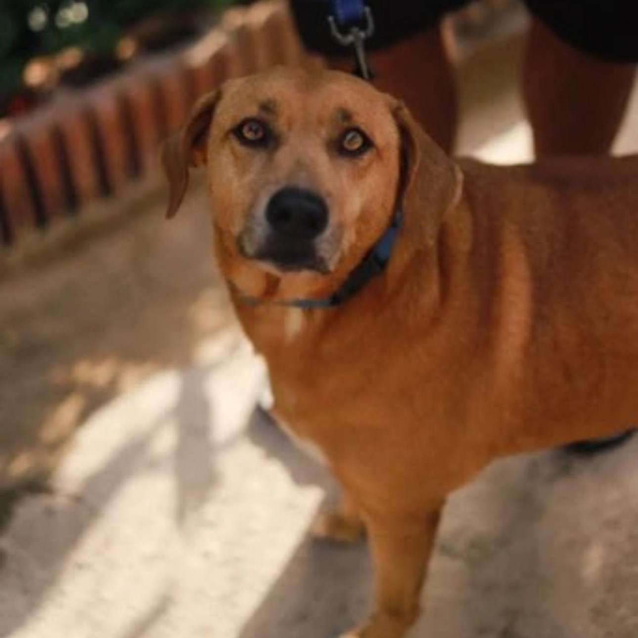Nela, a ADOPTABLE Mixed Breed in San Juan, PR image 2/3