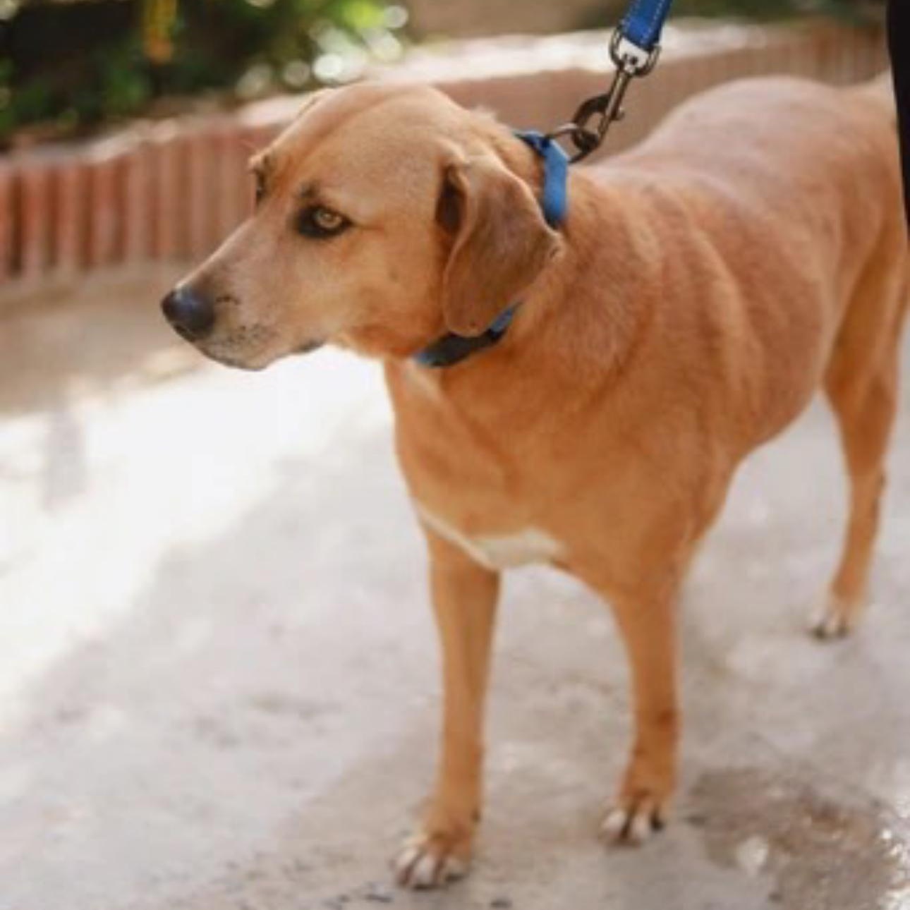 Nela, a ADOPTABLE Mixed Breed in San Juan, PR image 3/3