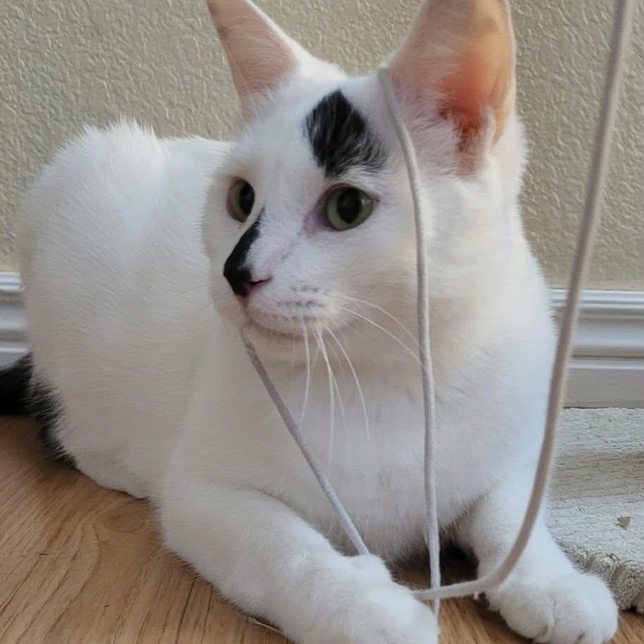 Mr. Baker, ADOPTABLE, Adult Male Domestic Short Hair.