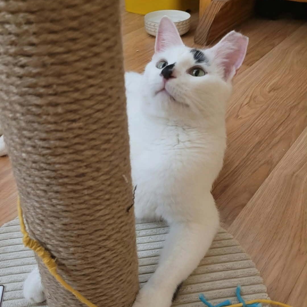 Enlarge Mr. Baker, a ADOPTABLE Domestic Short Hair in Chandler, AZ image 4/4
