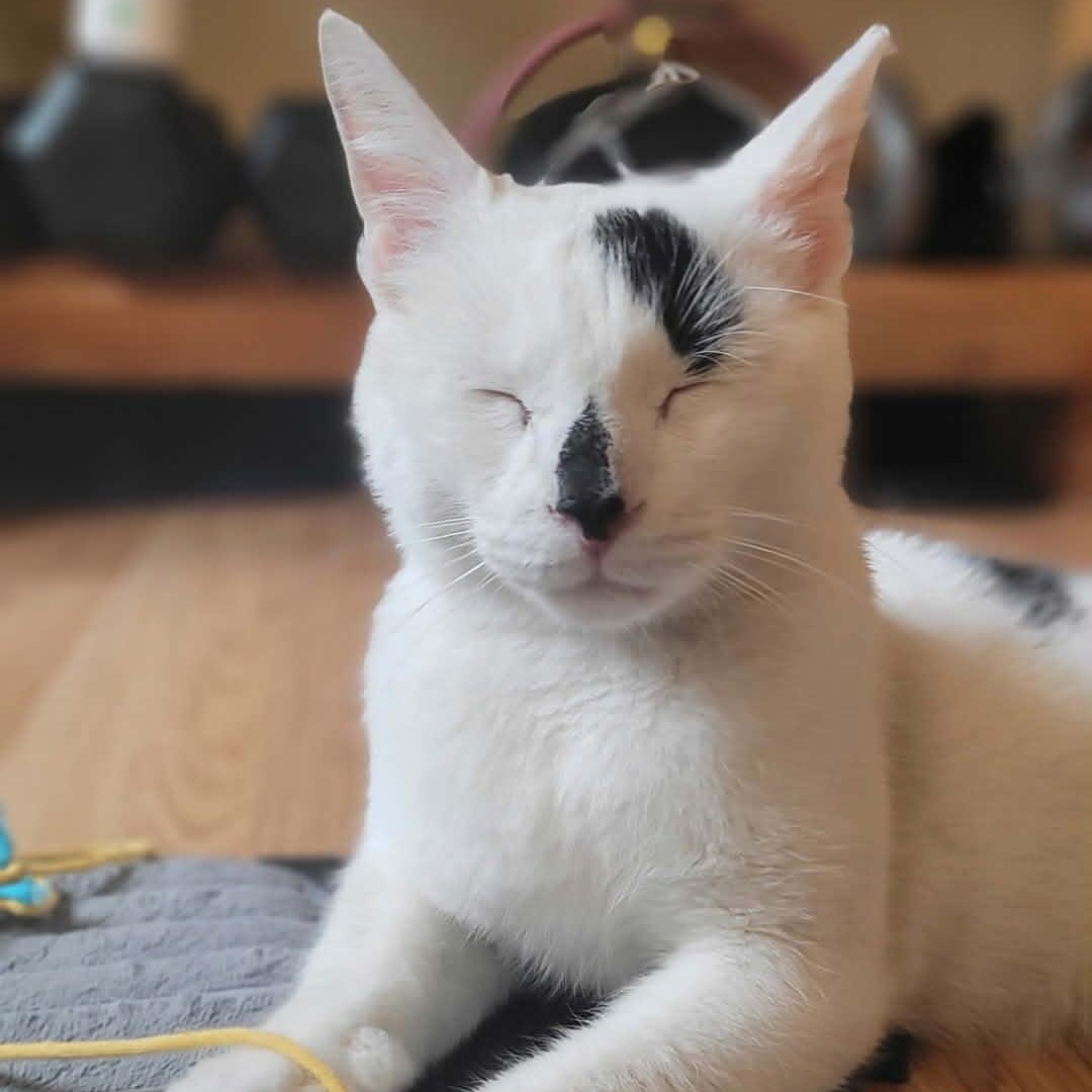 Mr. Baker, ADOPTABLE, Adult Male Domestic Short Hair.