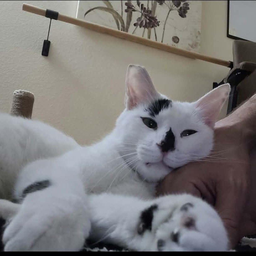 Enlarge Mr. Baker, a ADOPTABLE Domestic Short Hair in Chandler, AZ image 2/4