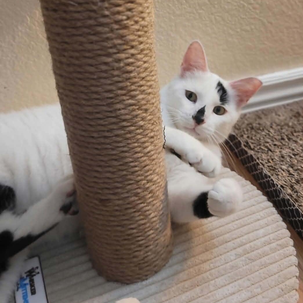 Enlarge Mr. Baker, a ADOPTABLE Domestic Short Hair in Chandler, AZ image 3/4