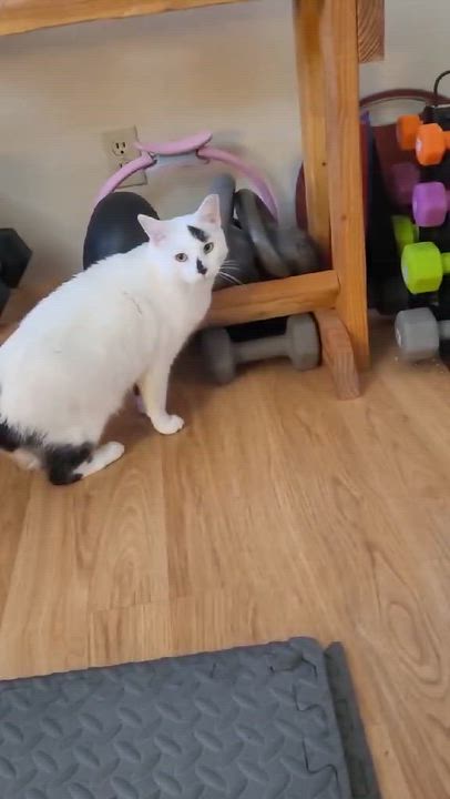 Enlarge Mr. Baker, a ADOPTABLE Domestic Short Hair in Chandler, AZ video 6/6