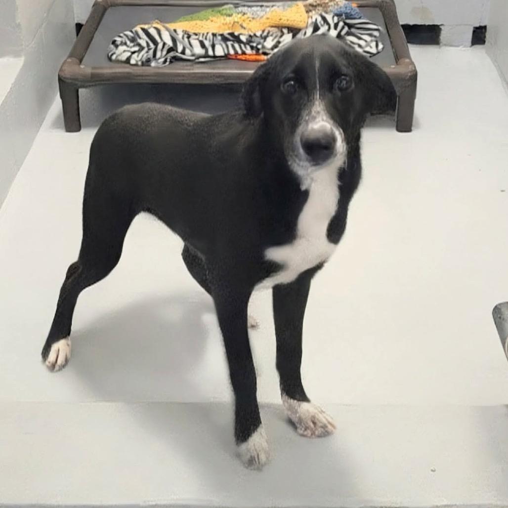 Enlarge Draculara, a Adoptable mixed breed in Griswold, CT image 1/2