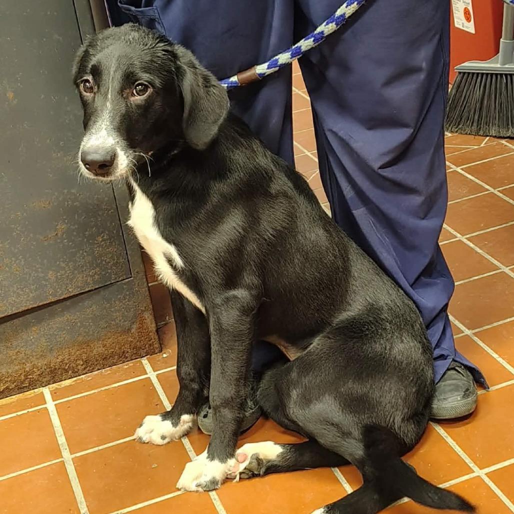 Enlarge Draculara, a Adoptable mixed breed in Griswold, CT image 2/2