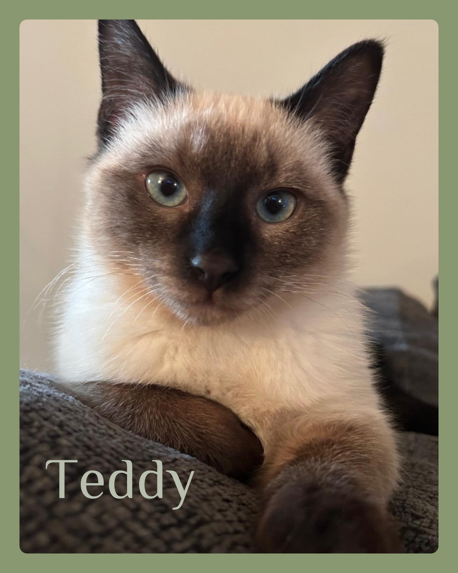 TEDDY, adopted, Kitten Male Siamese.