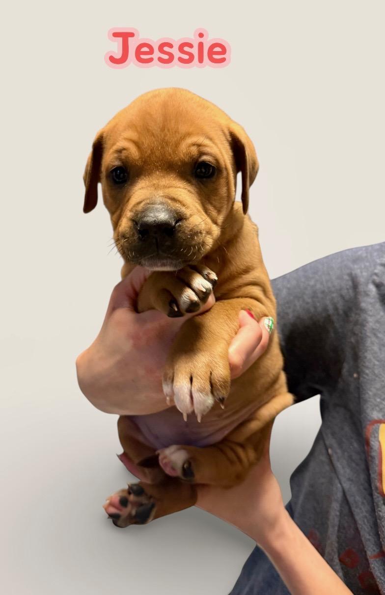 J litter Jessie, Adoptable, Puppy Female Pit Bull Terrier.
