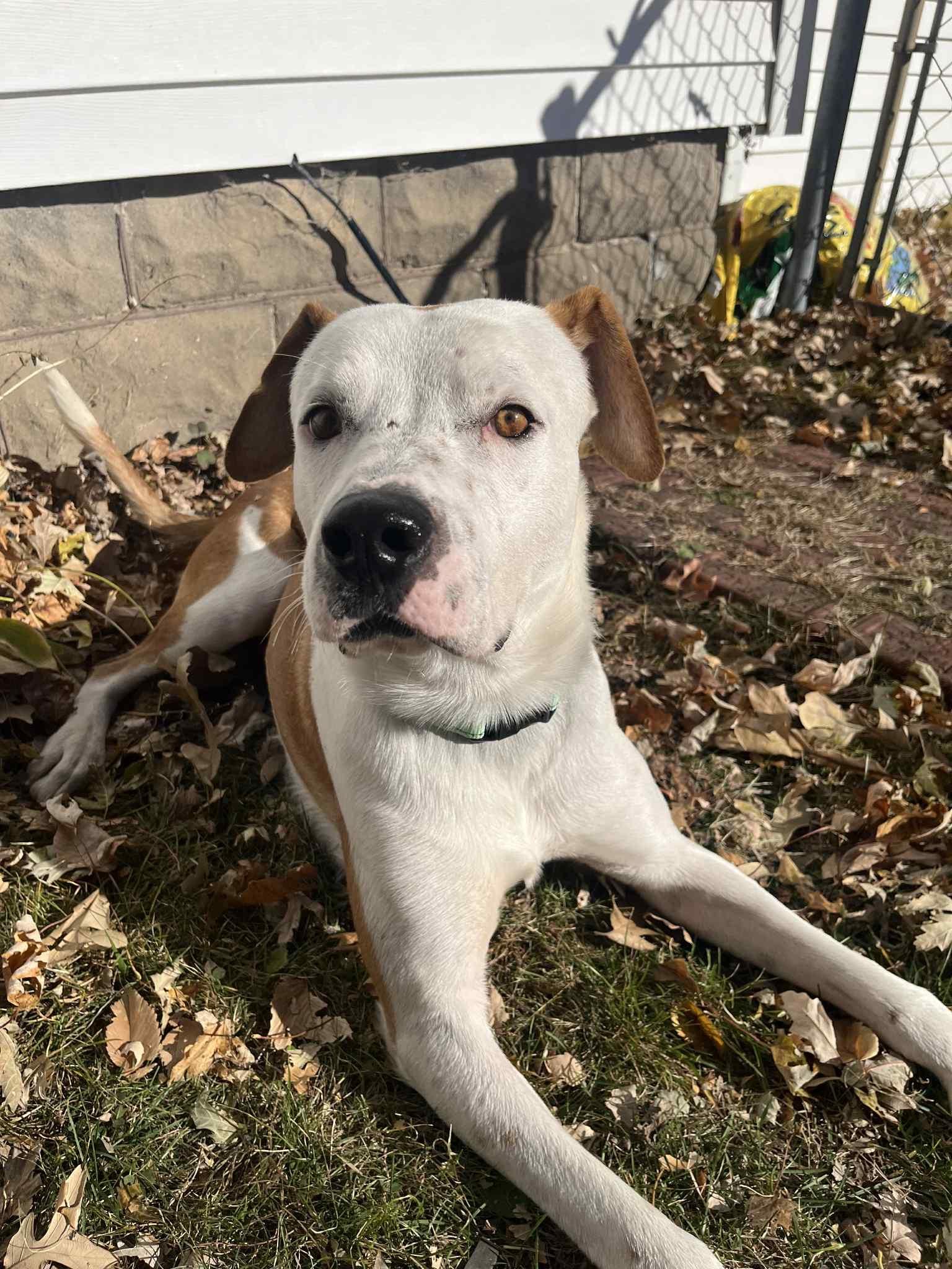 Enlarge Ace, a Adoptable mixed breed in Des Moines, IA image 1/5