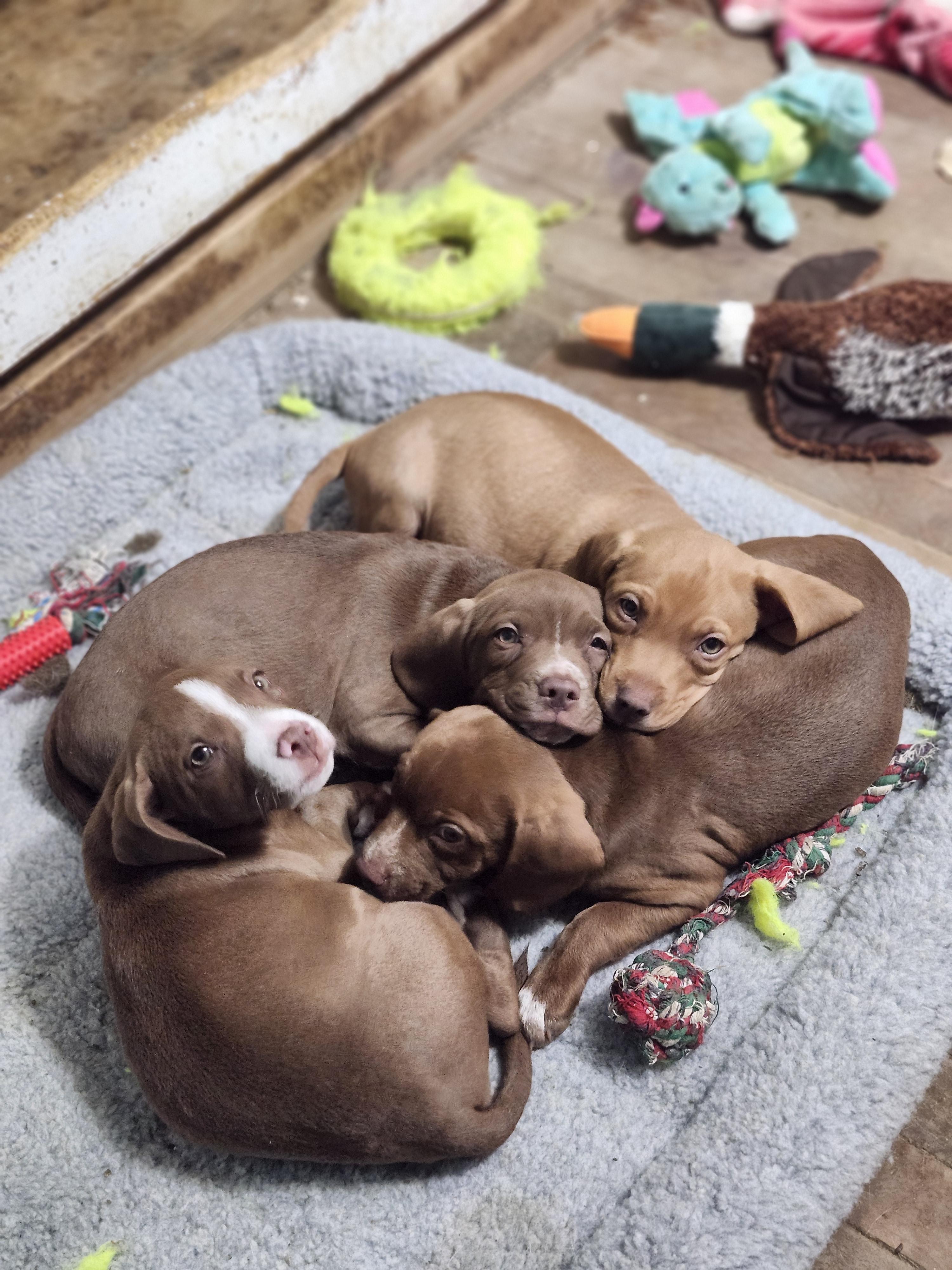 Gala , adopted, Puppy Female Beagle.