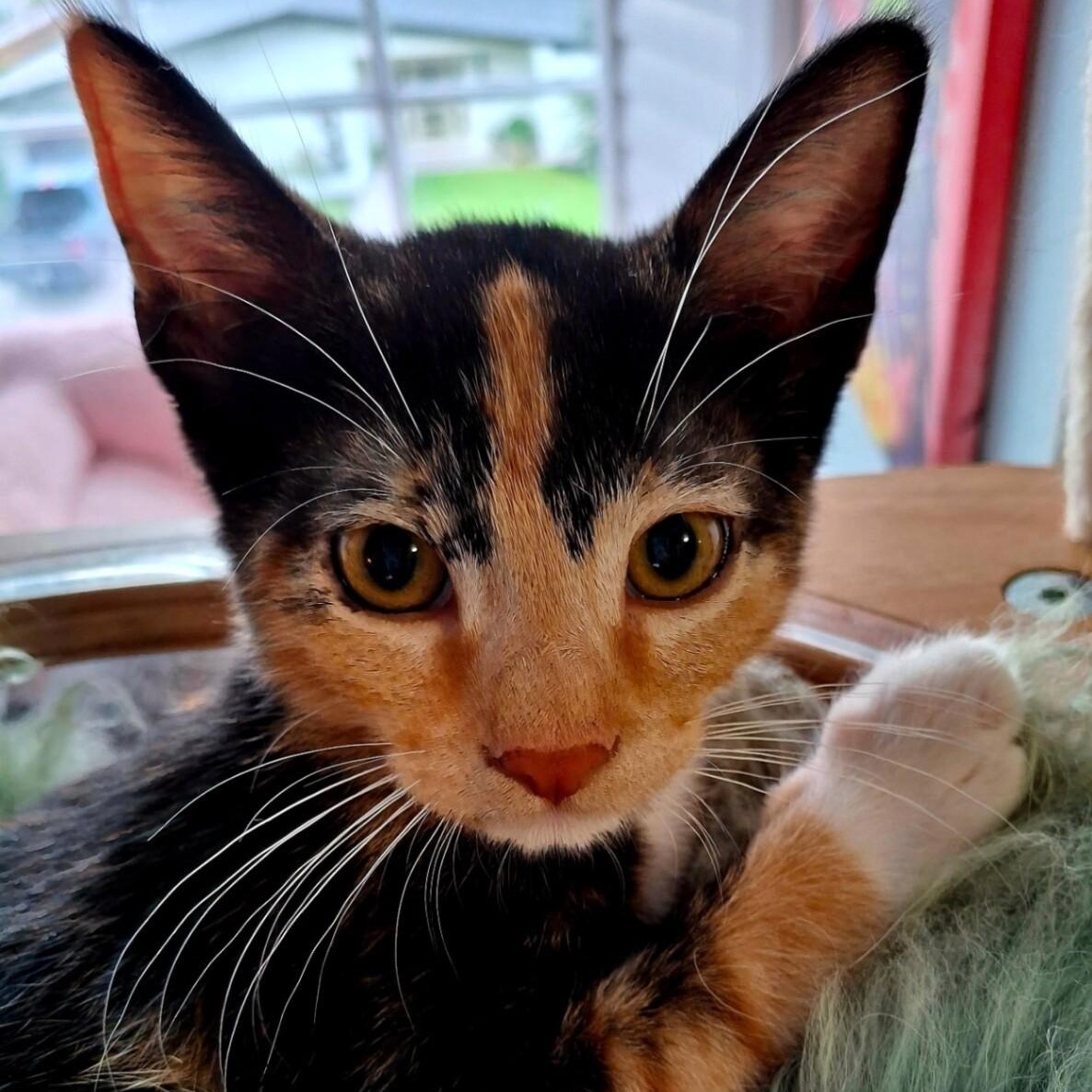 What are the Cutest Cat Breeds Petfinderpetfinder Collections Cutest-Cat-Breeds: Top Adorable Picks