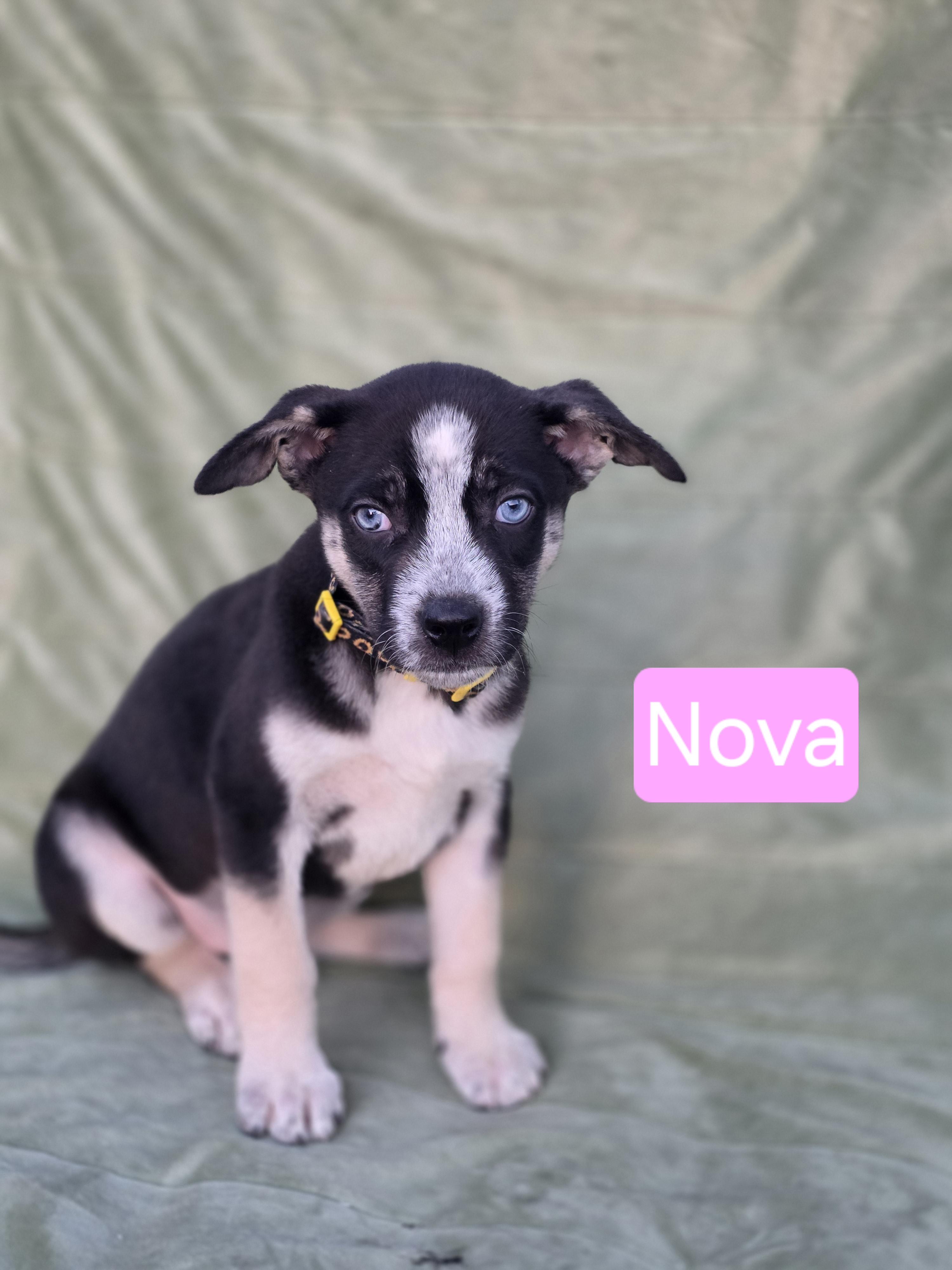 Nova, Adopted, Young Female German Shepherd Dog & Siberian Husky.