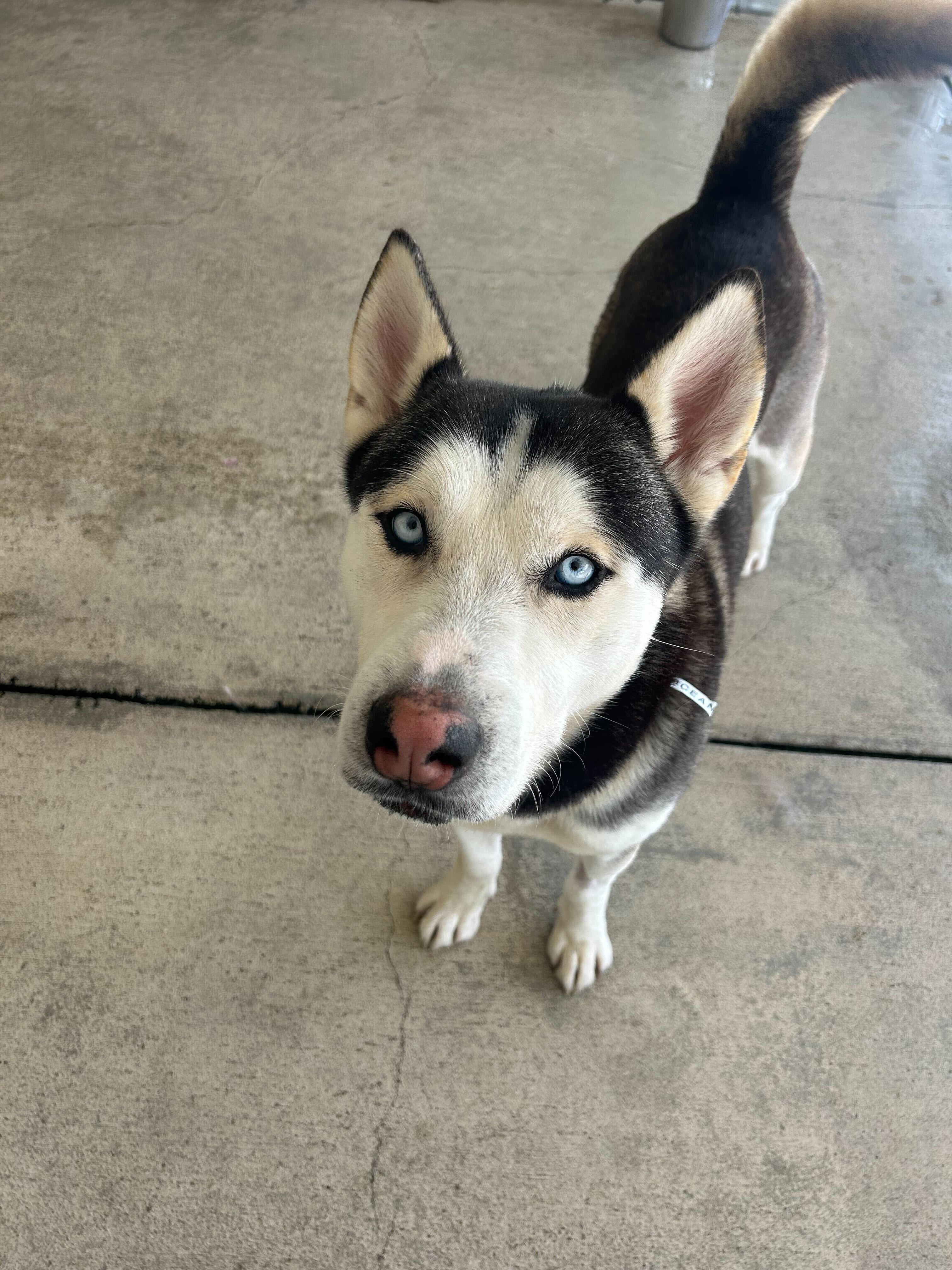 Enlarge Simba, a Adoptable mixed breed in San Rafael, CA image 1/6