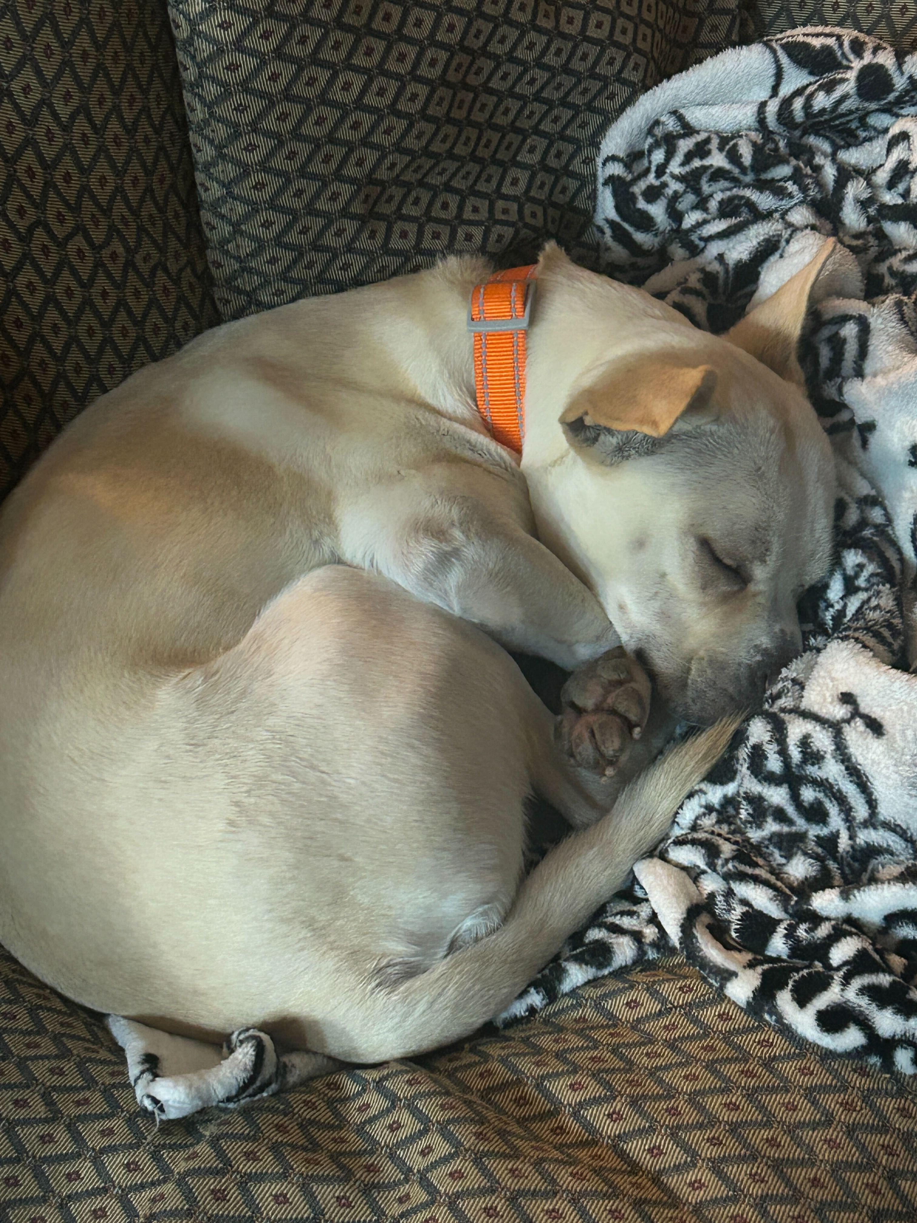 Enlarge Simba, a Adoptable mixed breed in San Rafael, CA image 5/6