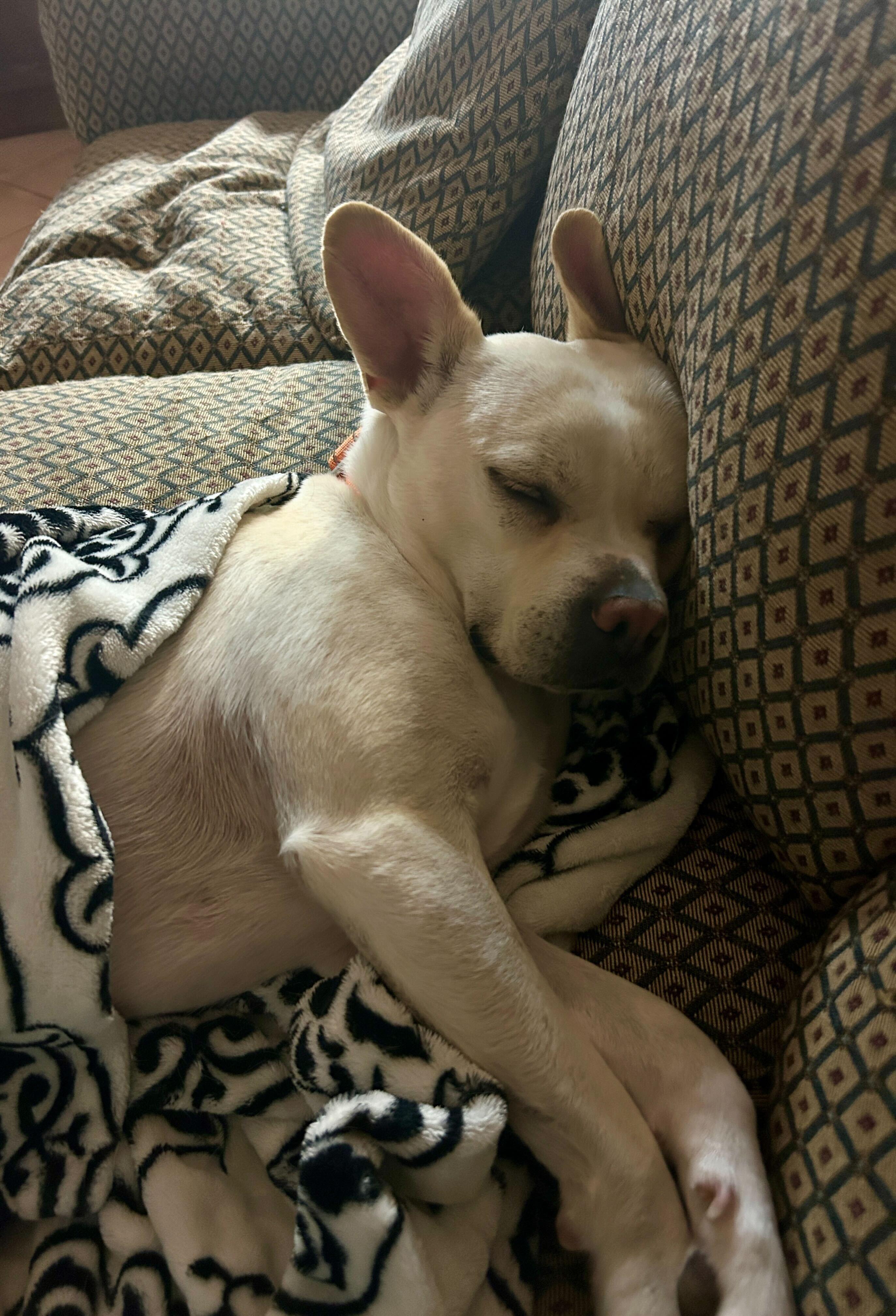 Enlarge Simba, a Adoptable mixed breed in San Rafael, CA image 5/5