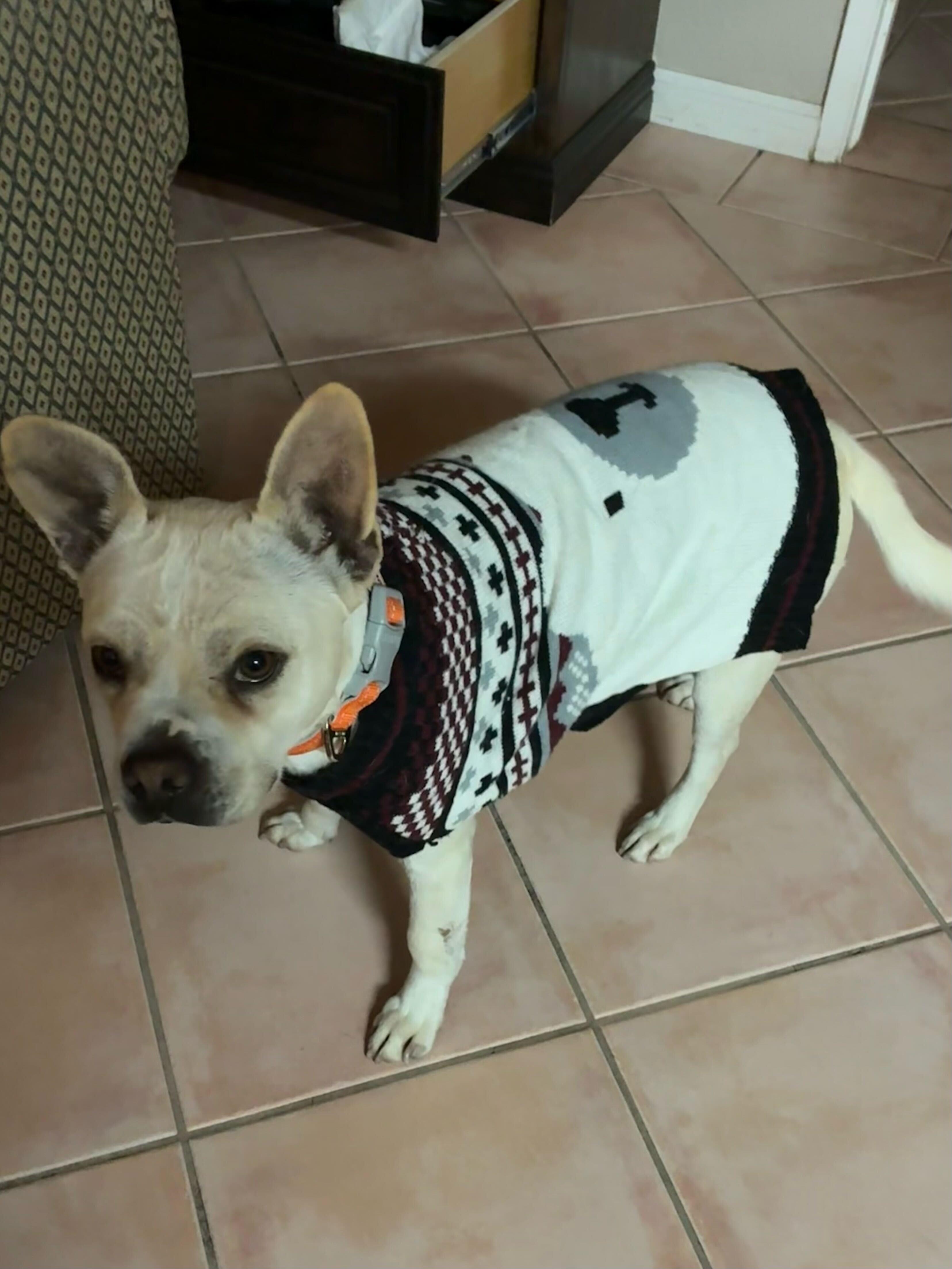 Enlarge Simba, a Adoptable mixed breed in San Rafael, CA image 1/5