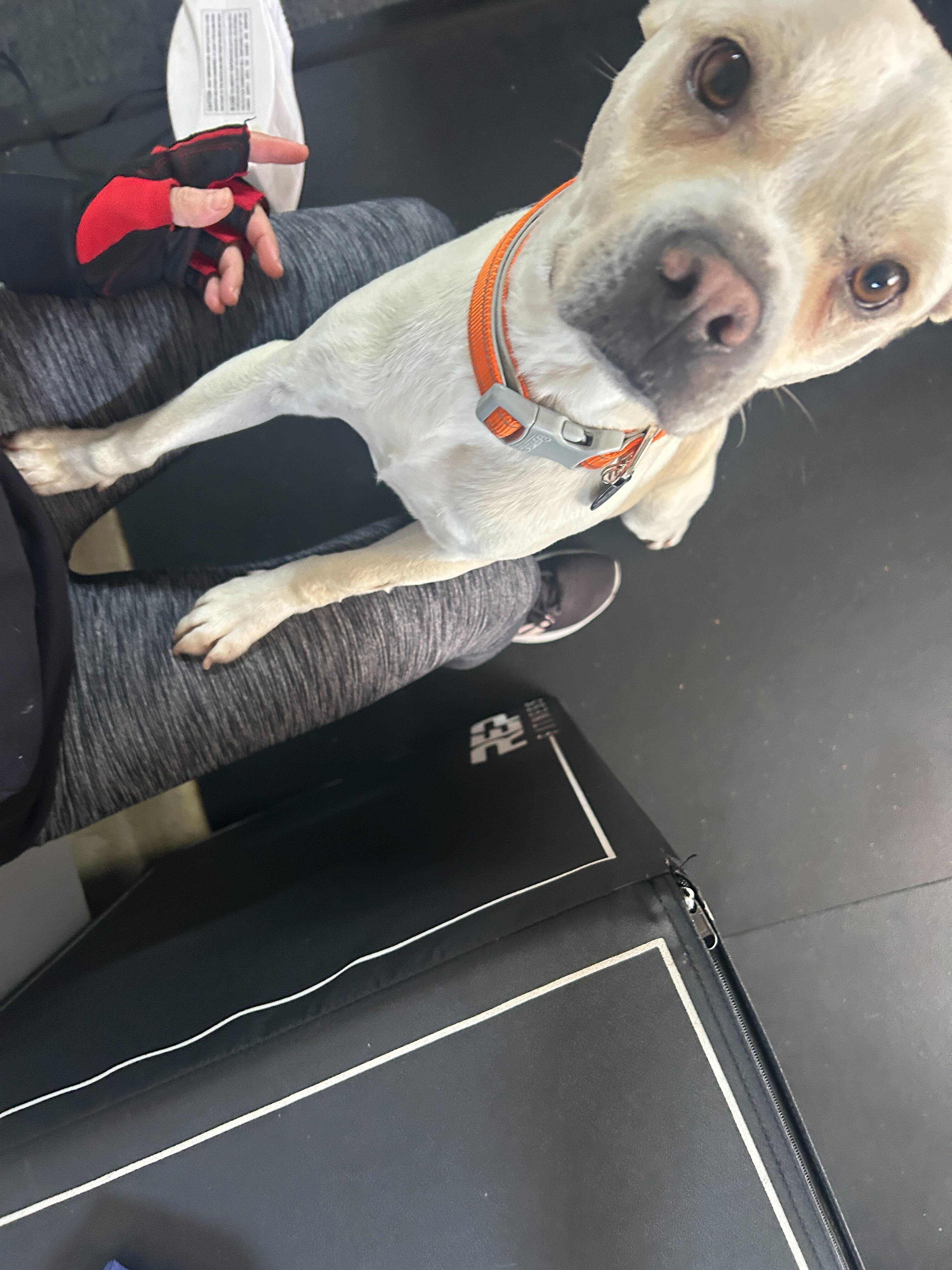 Enlarge Simba, a Adoptable mixed breed in San Rafael, CA image 6/6