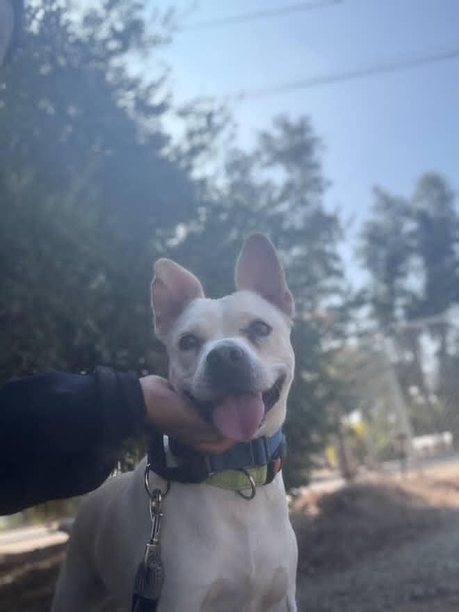 Simba, Adoptable, Young Male Pug & Beagle.