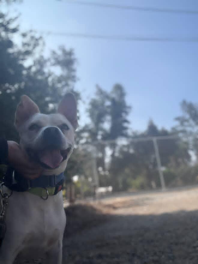 Simba, a Adoptable mixed breed in San Rafael, CA image 2/5