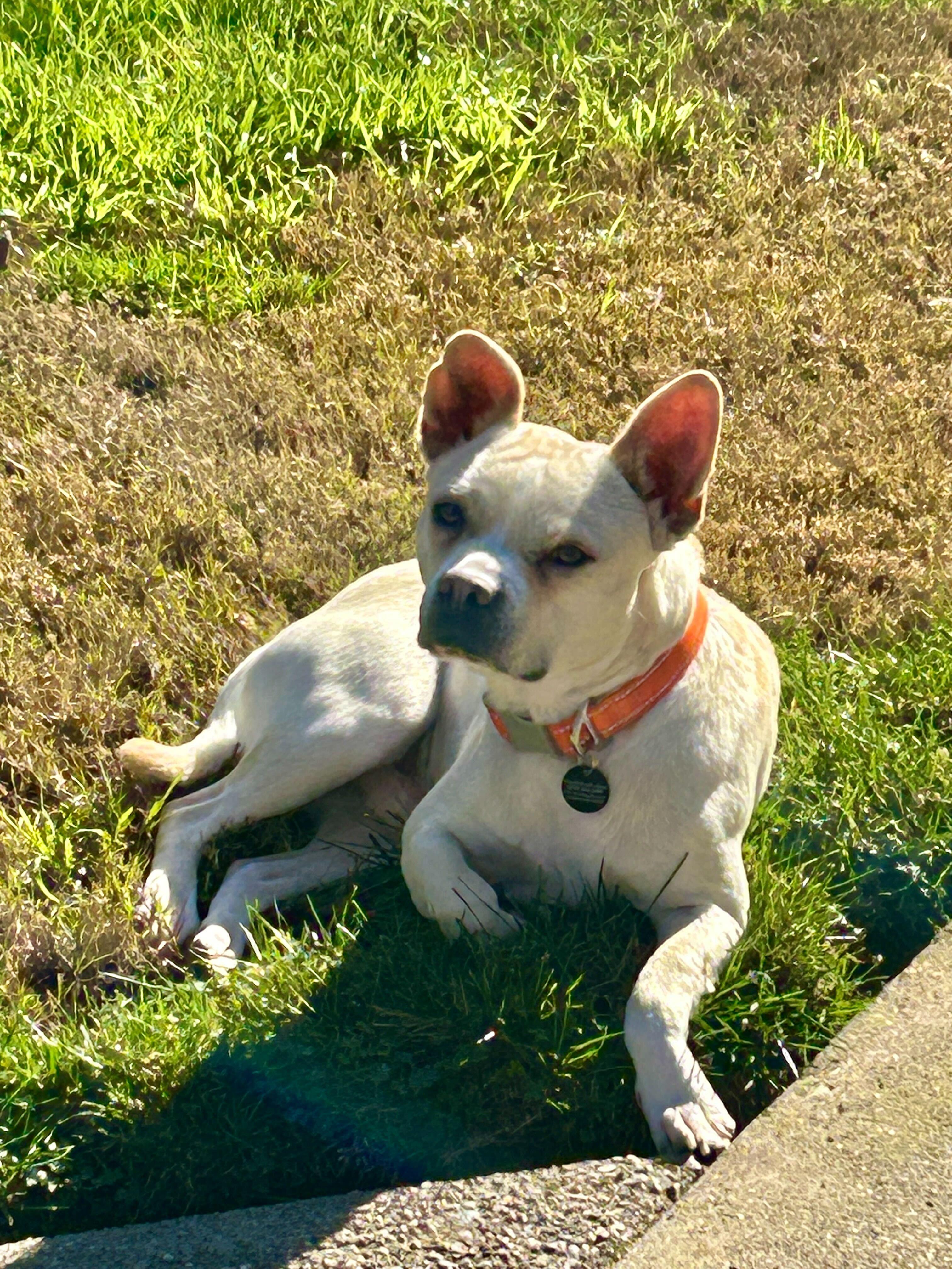 Simba, Adoptable, Young Male Pug & Beagle.