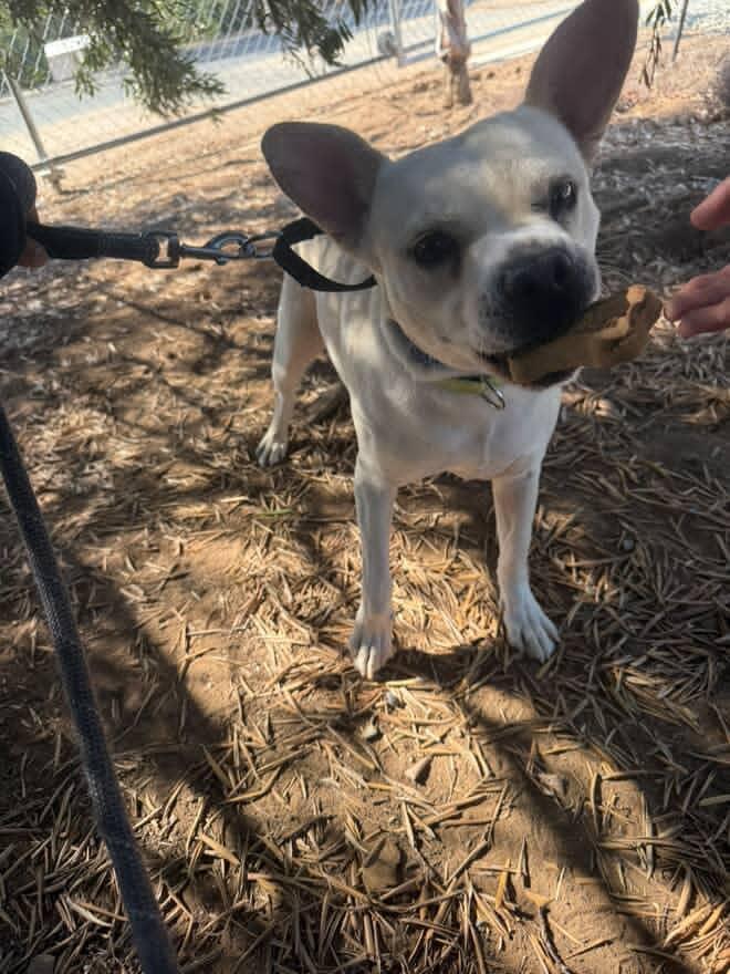 Simba, a Adoptable mixed breed in San Rafael, CA image 4/5