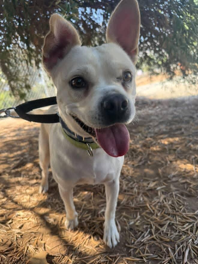 Simba, a Adoptable mixed breed in San Rafael, CA image 5/5