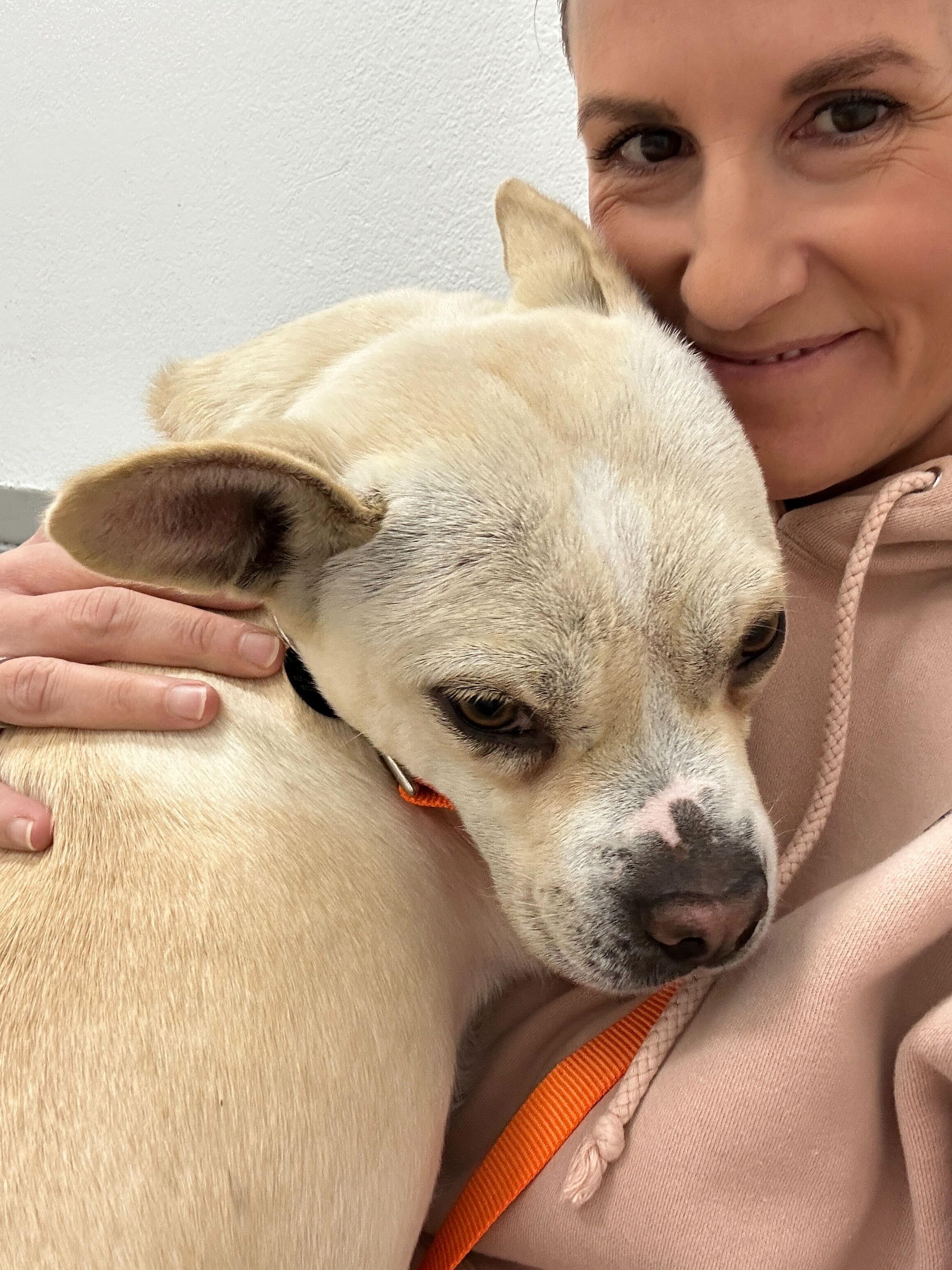 Enlarge Simba, a Adoptable mixed breed in San Rafael, CA image 4/6