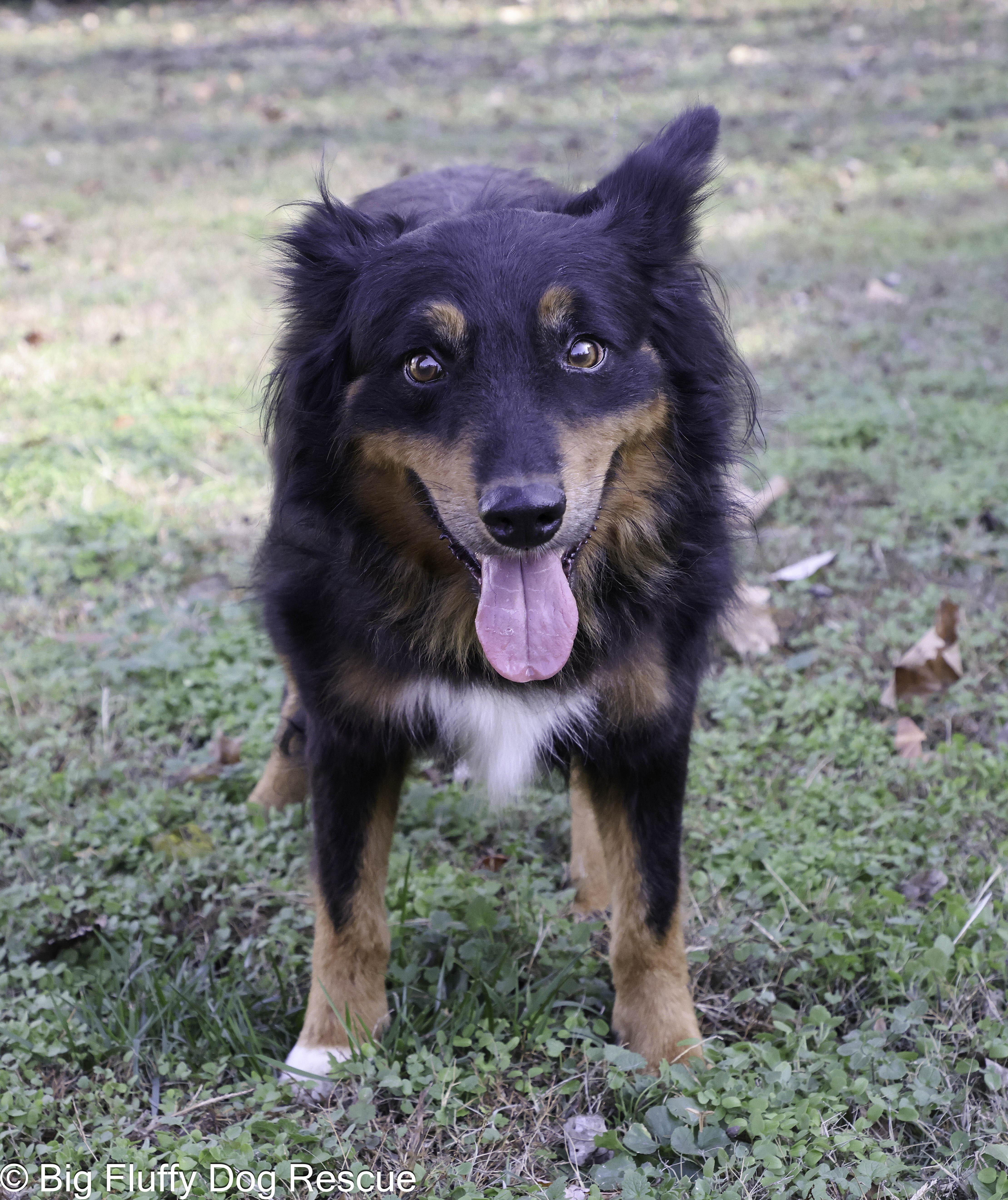 Enlarge Kirk, an adopted mixed breed in Fairfax, VA image 2/4