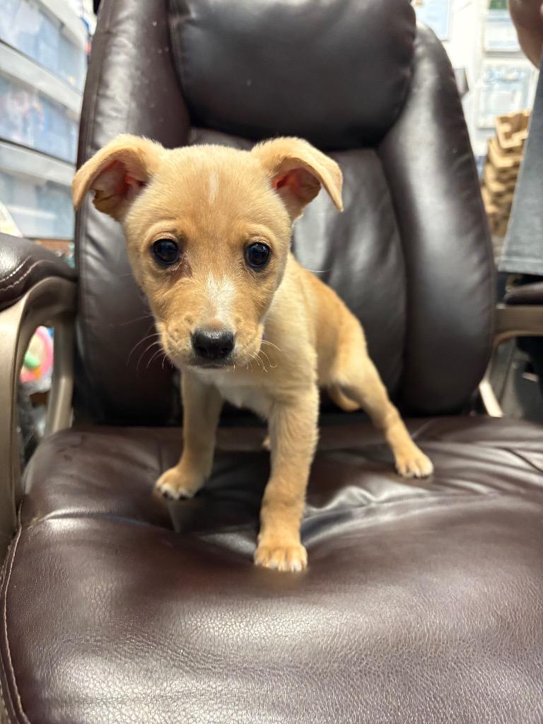 Ornament, Adoptable, Puppy Female Labrador Retriever & Cattle Dog.