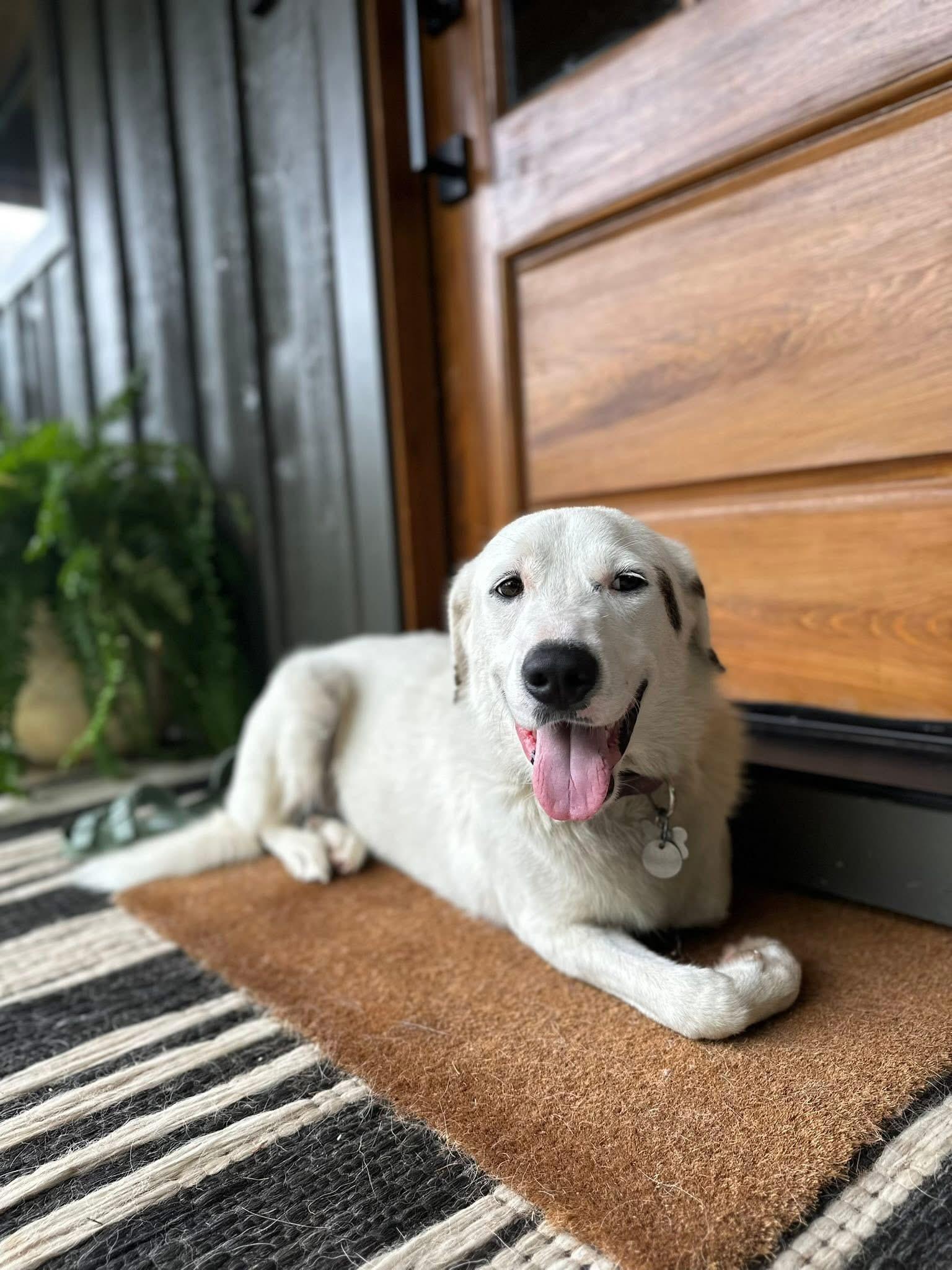 Garret, Adoptable, Adult Male Labrador Retriever & Great Pyrenees.