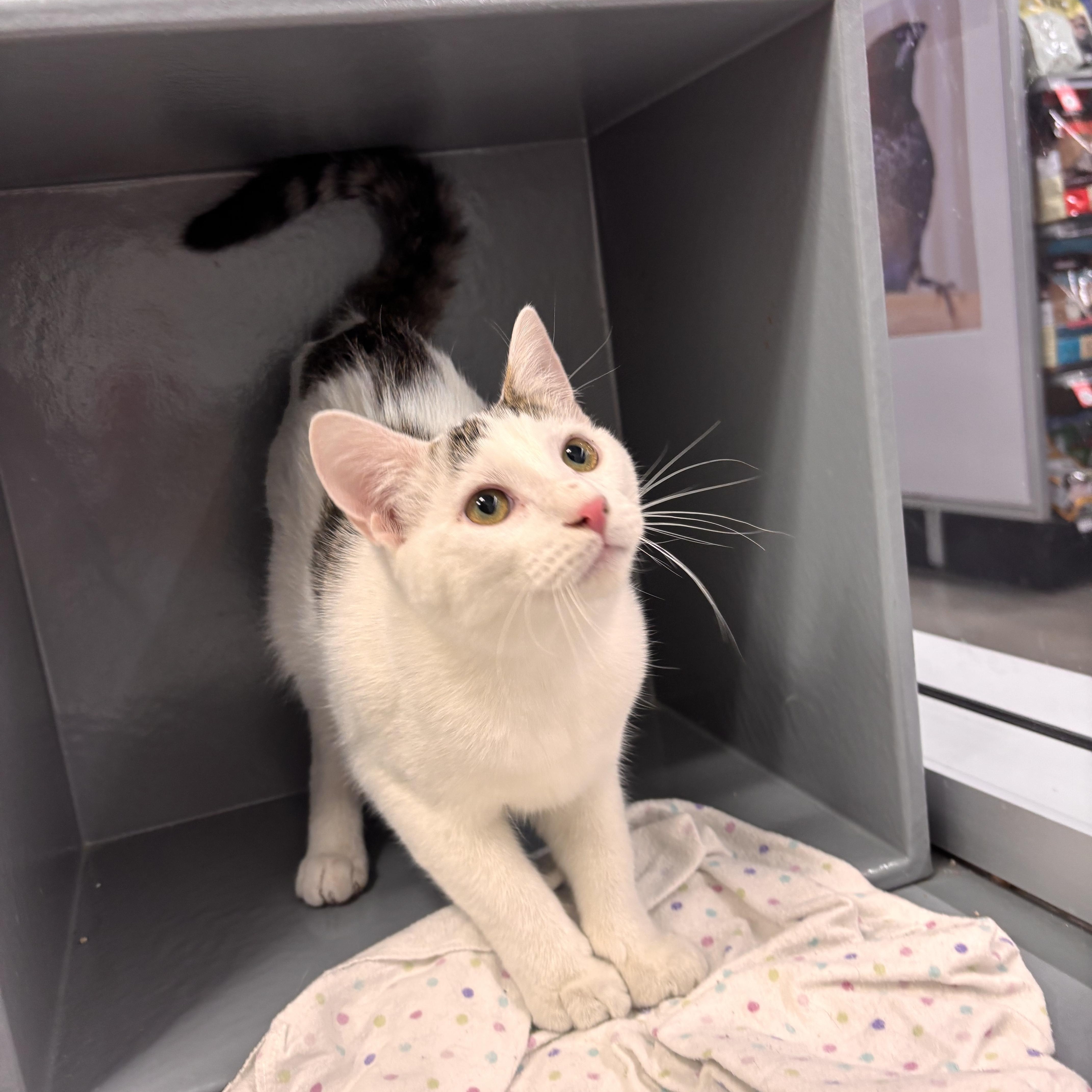 Enlarge Corvus, a ADOPTABLE mixed breed in Woodlawn, TN image 1/2