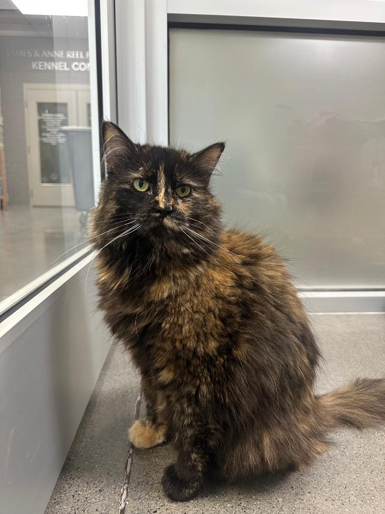 Ester, Adoptable, Senior Female Domestic Long Hair.