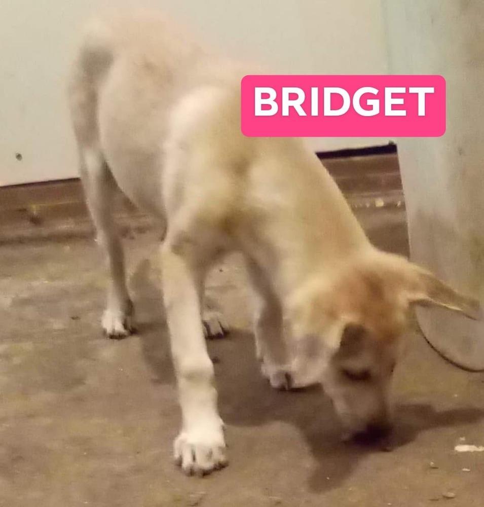 Enlarge Bridget, a Adopted mixed breed in Waunakee, WI image 1/5