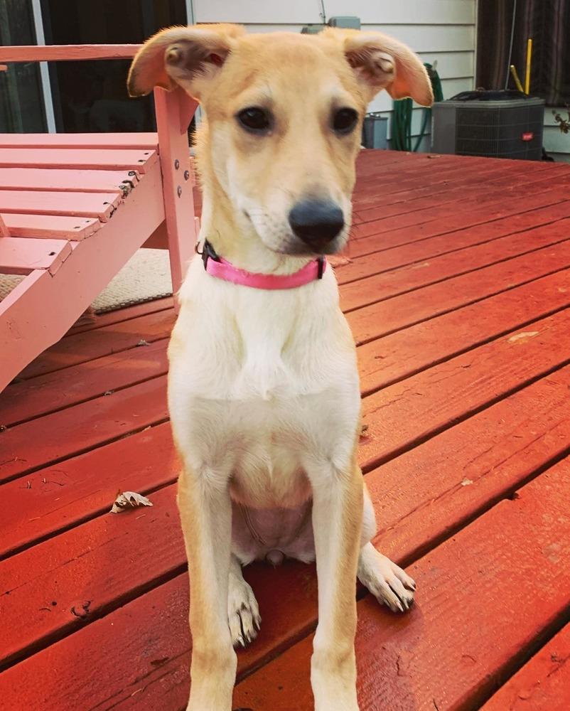 Enlarge Bridget, a Adopted mixed breed in Waunakee, WI image 2/5