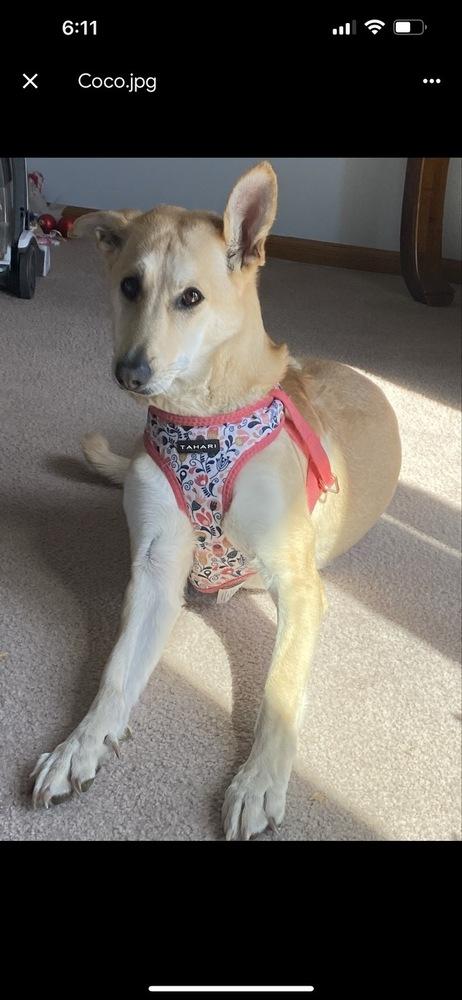 Bridget, Adopted, Adult Female Hound & Mixed Breed.