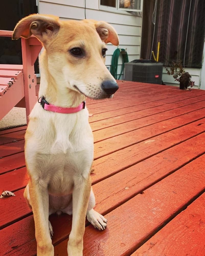 Enlarge Bridget, a Adopted mixed breed in Waunakee, WI image 4/5