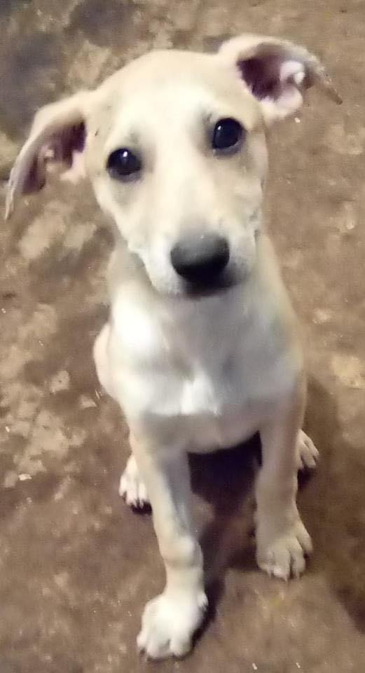 Enlarge Bridget, a Adopted mixed breed in Waunakee, WI image 5/5