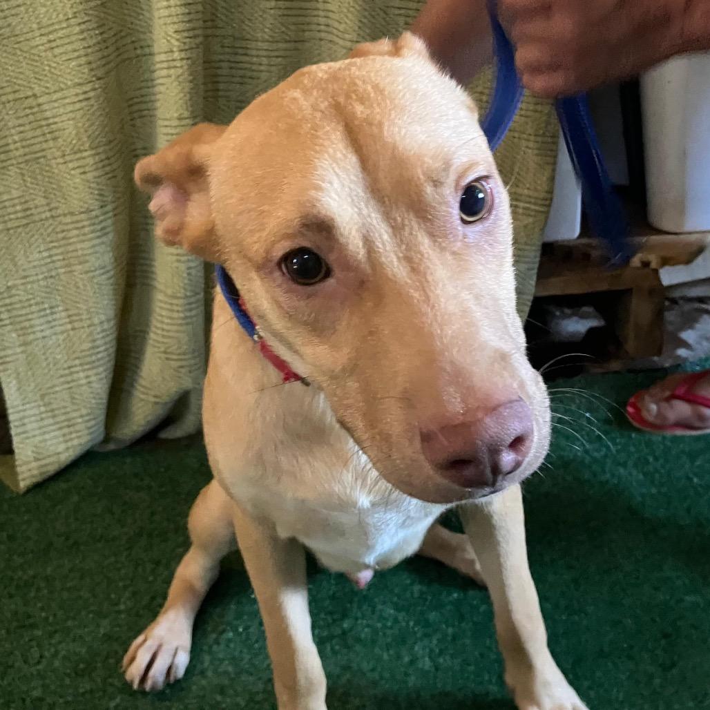 Enlarge Gus, a Adoptable Vizsla in San Diego, CA image 1/2