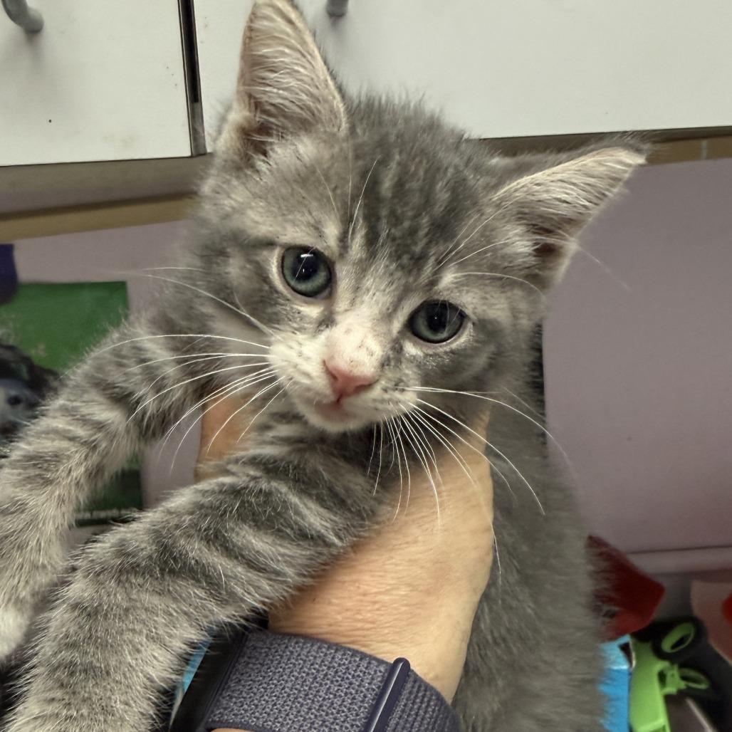 Enlarge Karl, a Adoptable Domestic Short Hair in Fresno, CA image 3/6