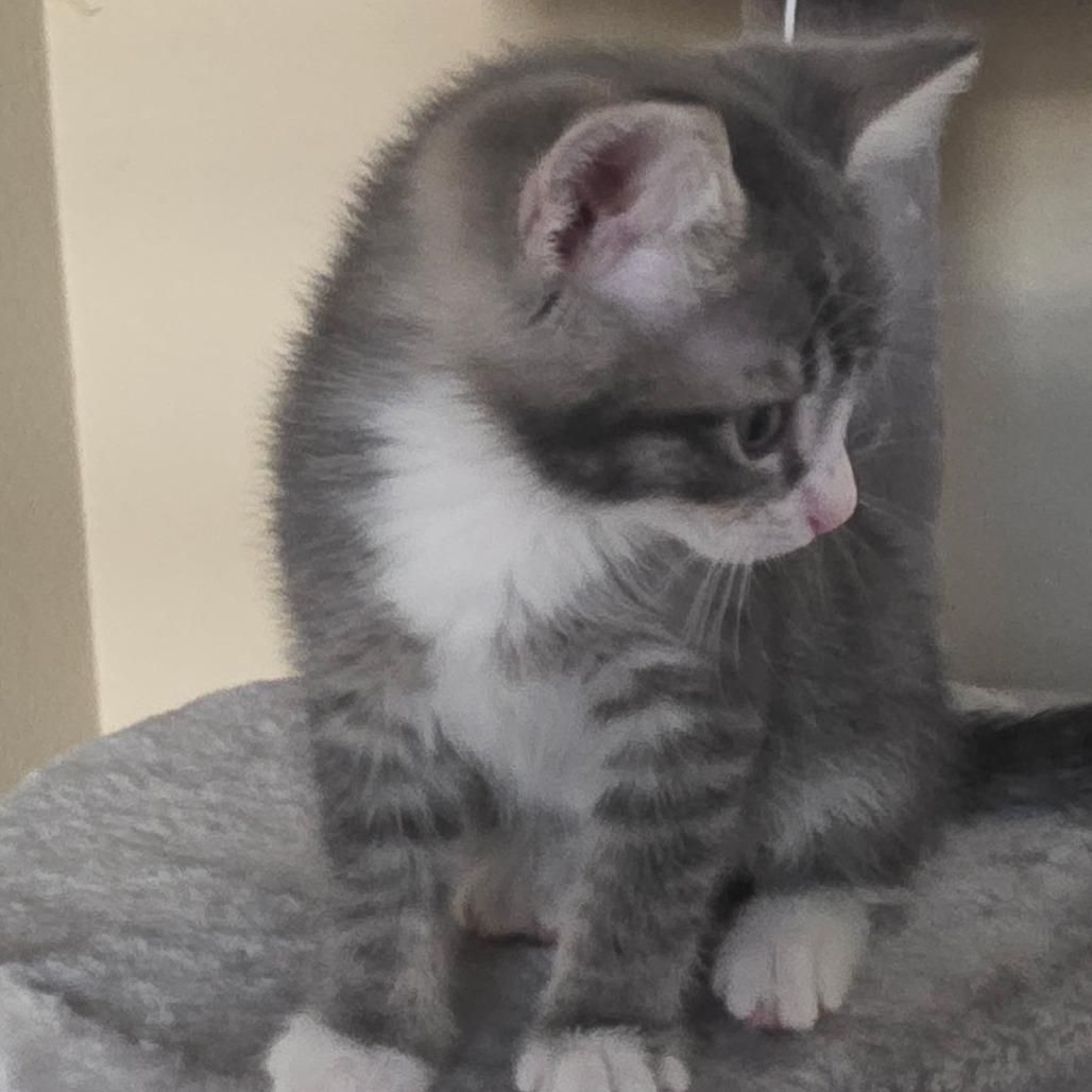 Enlarge Karl, a Adoptable Domestic Short Hair in Fresno, CA image 4/6