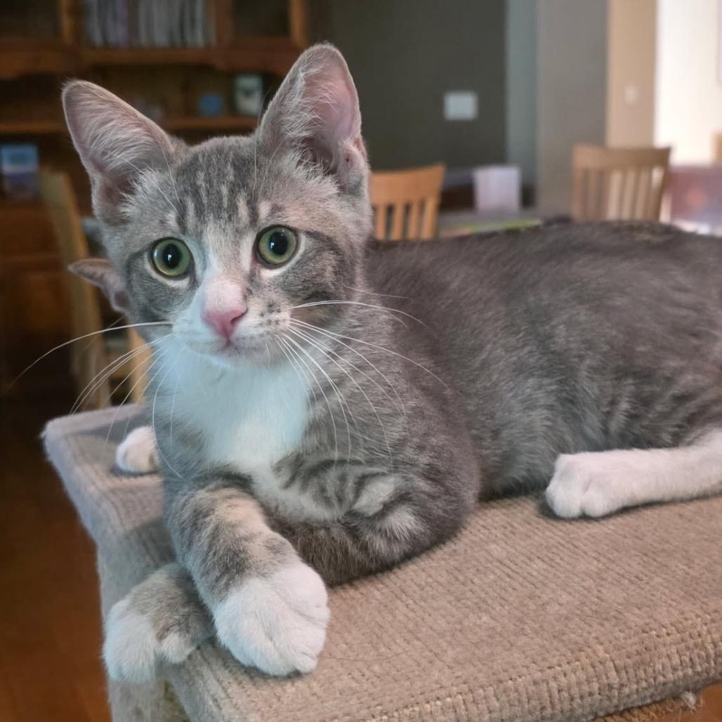 Karl, Adoptable, Young Male Domestic Short Hair.