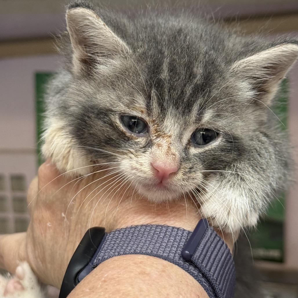 Enlarge Karl, a Adoptable Domestic Short Hair in Fresno, CA image 5/6