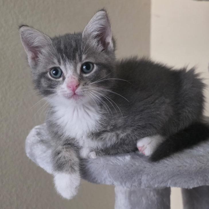 Enlarge Karl, a Adoptable Domestic Short Hair in Fresno, CA image 6/6