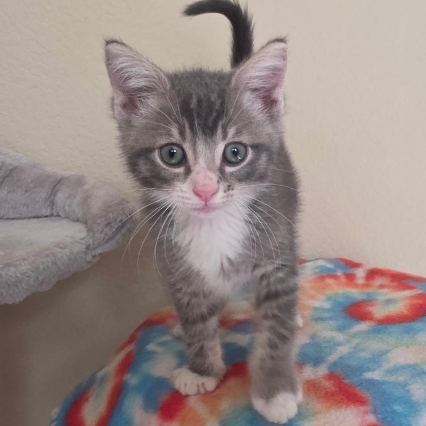 Enlarge Karl, a Adoptable Domestic Short Hair in Fresno, CA image 2/6