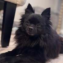 Enlarge Cole  Available soon, a Adoptable Pomeranian in Huntington, NY image 1/3