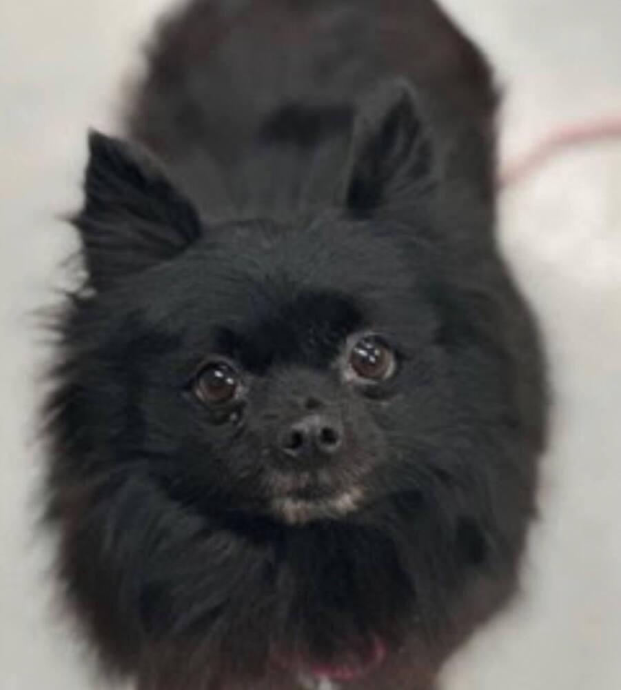 Enlarge Cole  Available soon, a Adoptable Pomeranian in Huntington, NY image 2/3