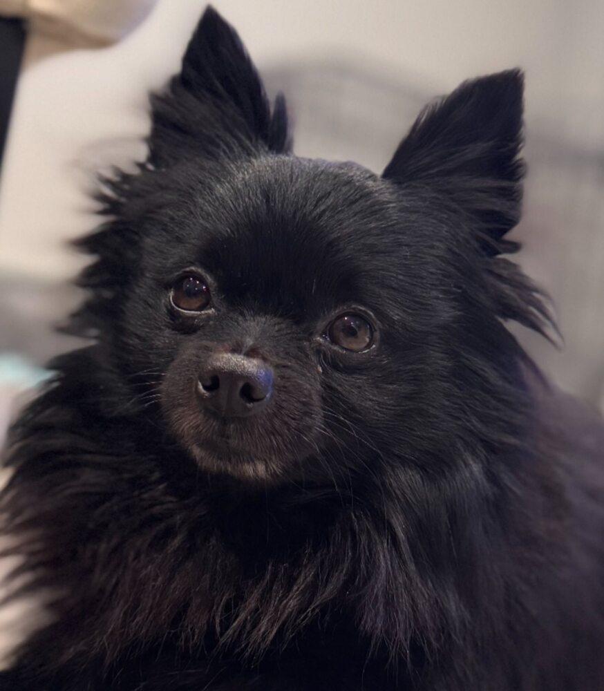 Enlarge Cole  Available soon, a Adoptable Pomeranian in Huntington, NY image 3/3
