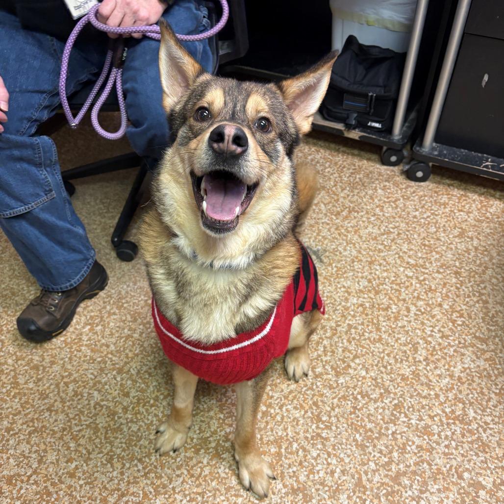Enlarge Brim, a Adoptable German Shepherd Dog in Chehalis, WA image 1/3