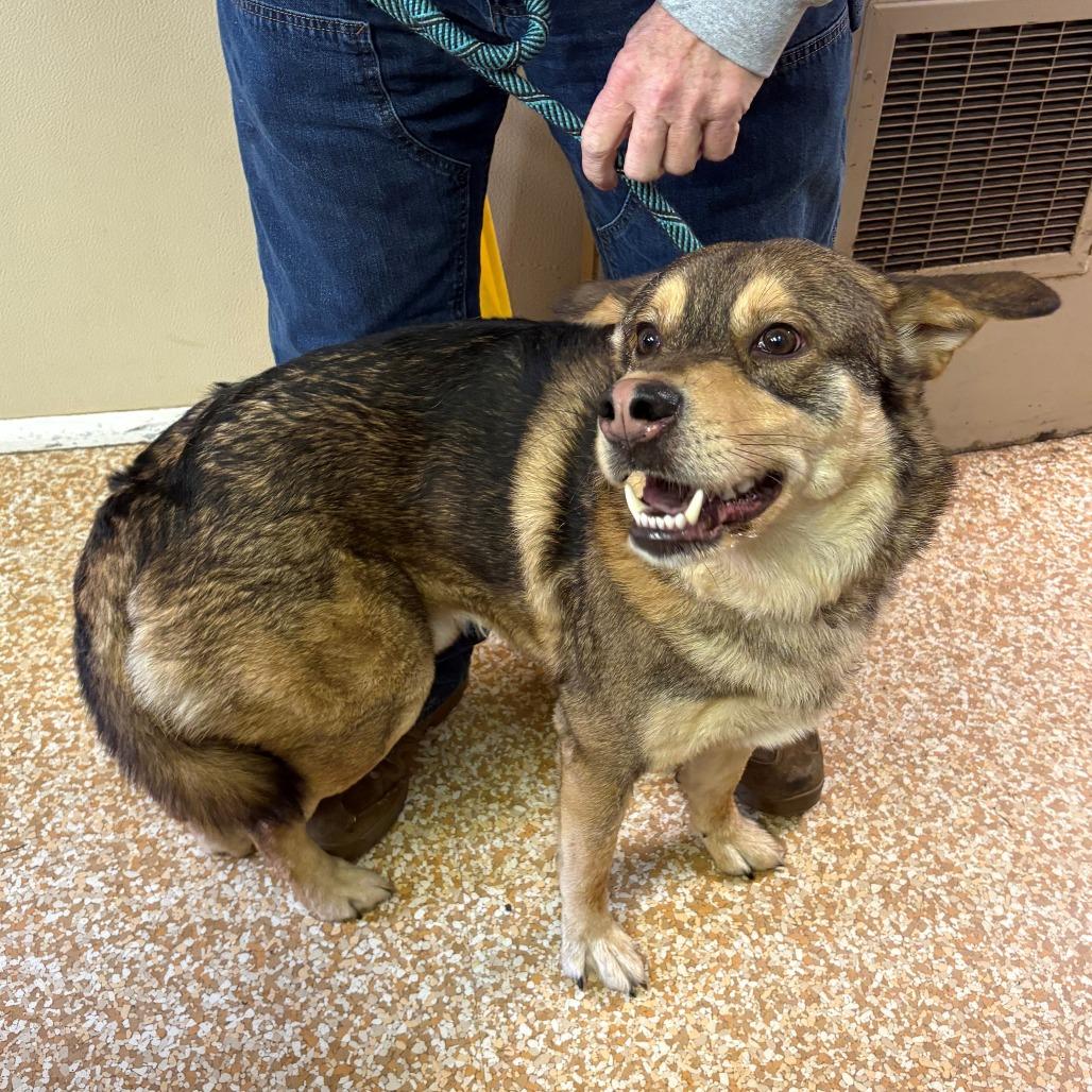 Brim, Adoptable, Adult Male German Shepherd Dog.