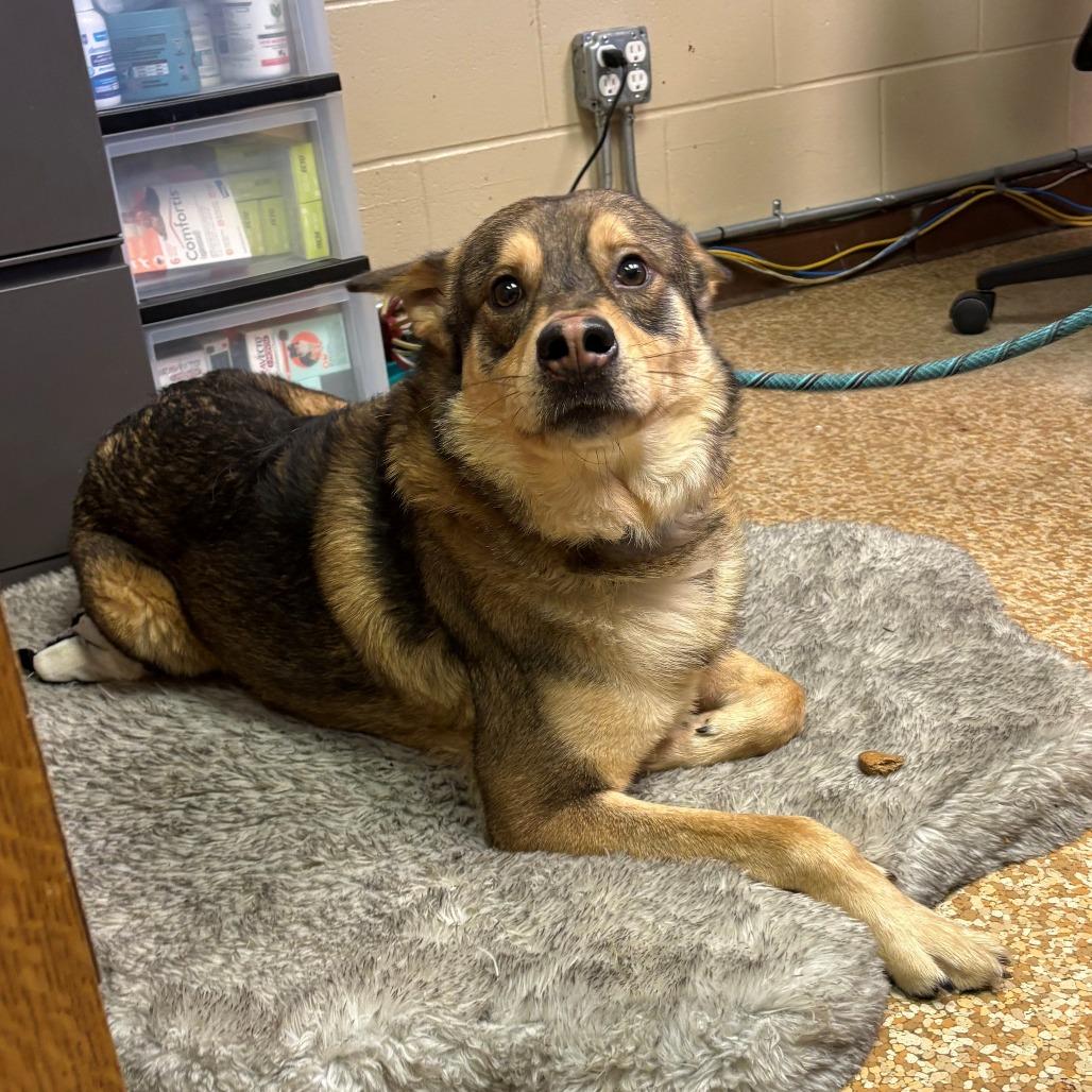 Enlarge Brim, a Adoptable German Shepherd Dog in Chehalis, WA image 3/3